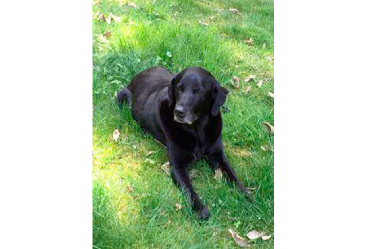 Pet detective looks to afterlife to help find Tank