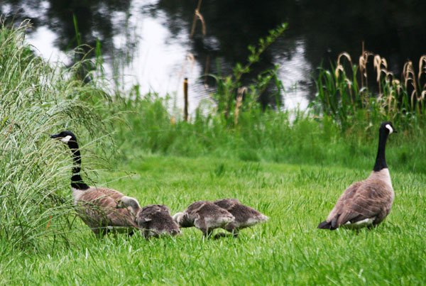 A pair of Canada geese and their three goslings are among those marked for death as they graze on a Honeymoon Lake lawn early Thursday morning. The killing has been approved by a federal agency