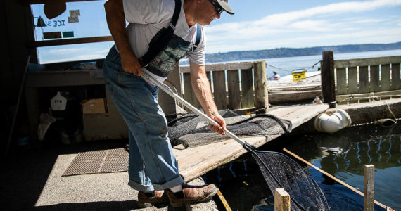 Possession Point Bait Company owner Dan Cooper fishes live herring out of his holding pond with a net on Wednesday, Sept. 7, 2022 in Clinton, Washington. (Olivia Vanni / The Herald)