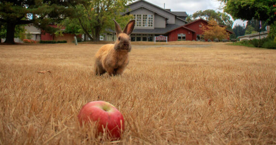 Photo by David Welton 
A bunny spies an apple at the fairgrounds in Langley.