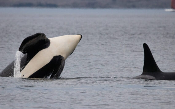 whale