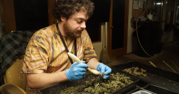 Island Gro trimmer Aaron Rogers cleans up the buds of the most recent harvest. (Photo by Sam Fletcher)