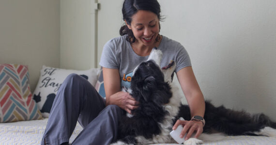 Photo by Caitlyn Anderson
Sarah Wheeler of Love Bug Pet Massage uses laser therapy on Piper the border collie to help relieve joint pain.