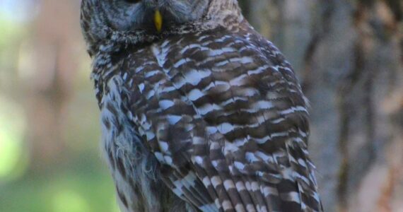 A barred owl dwells in central Whidbey. (Photo by Martha Ellis)