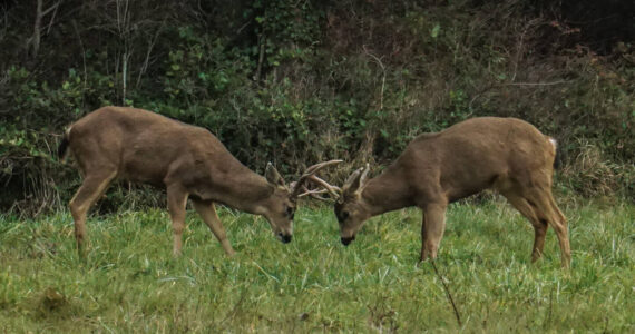 Two bucks spar near Highway 20 and Midway Boulevrd in Oak Harbor on Wednesday. (Photo by Sam Fletcher)