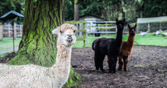 Photo by Luisa Loi
Baloo smiles for the camera as JR and Spirit observe from a distance.