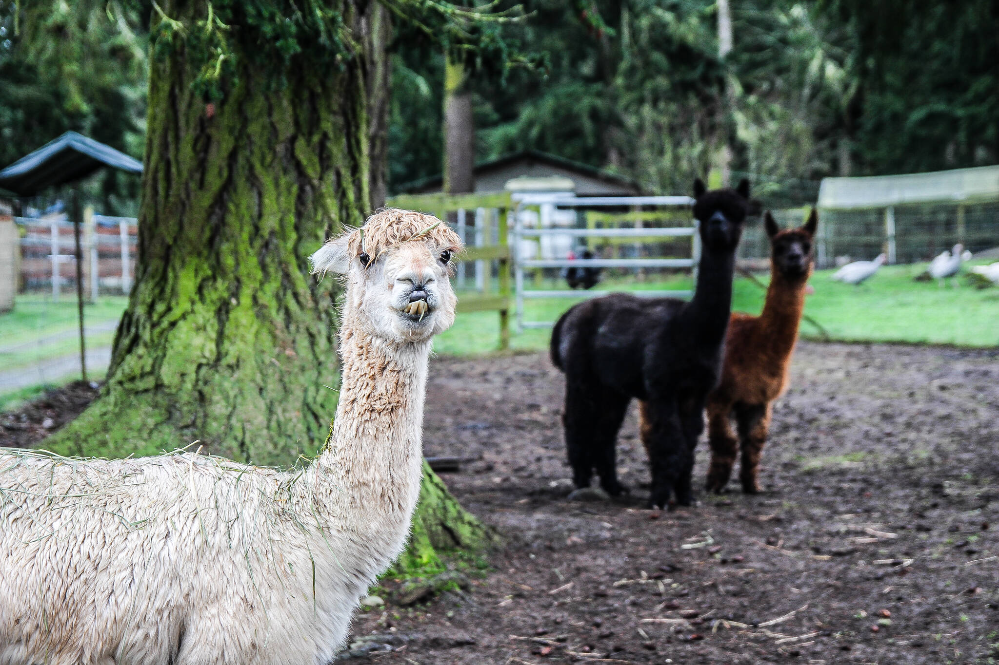 (Photo by Luisa Loi)
Baloo smiles for the camera as JR and Spirit observe from a distance.
