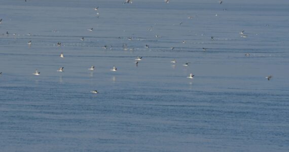 Hundreds of loons gather near Deception Pass each year for the smelt. (Photo by Martha Ellis)