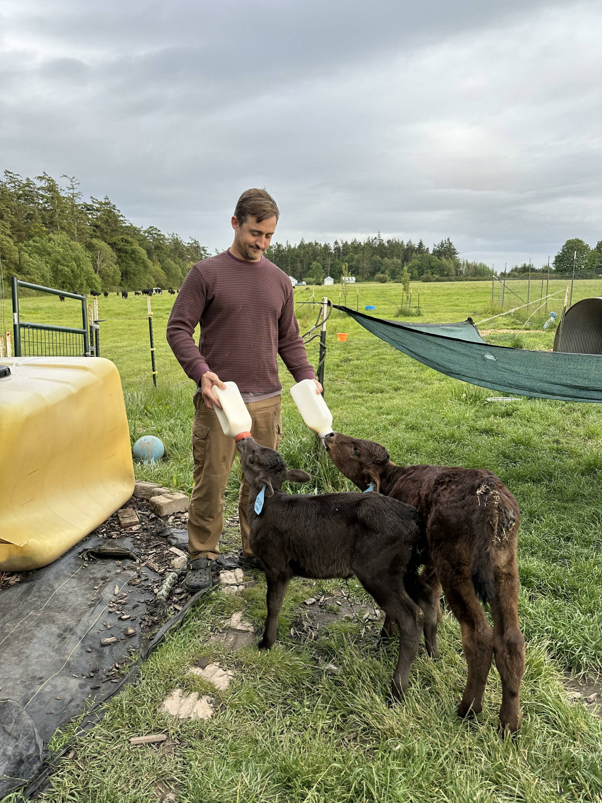 Bart Crowder, president of the Farm Bureau, feeds calves on the 1902 Ranch in Coupeville. (Photo provided)