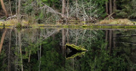 Photo by Linda LaMar
A lake on private property of forested wetlands in Freeland.