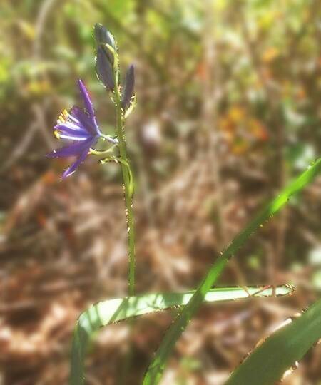 Great camas, Camassia leichtlinii