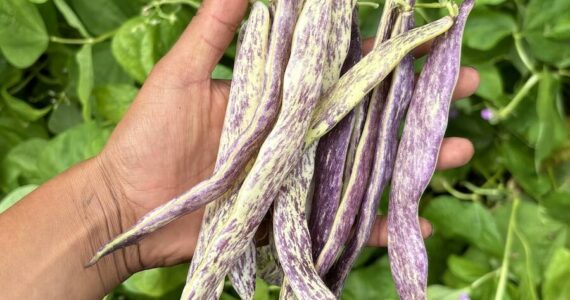 SkyRoot Farm grows dragon tongue heirloom beans and many other vegetables. (Photo by Grace Adams)