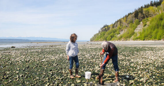 Photo by Luisa Loi
Leigh Bloom digs out some clams at a private beach in the Scatchet Head neighborhood.