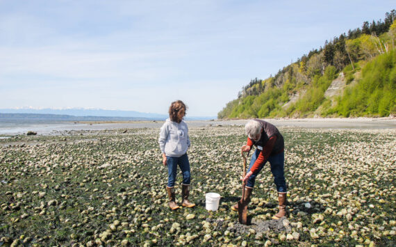 Photo by Luisa Loi
Leigh Bloom digs out some clams at a private beach in the Scatchet Head neighborhood.