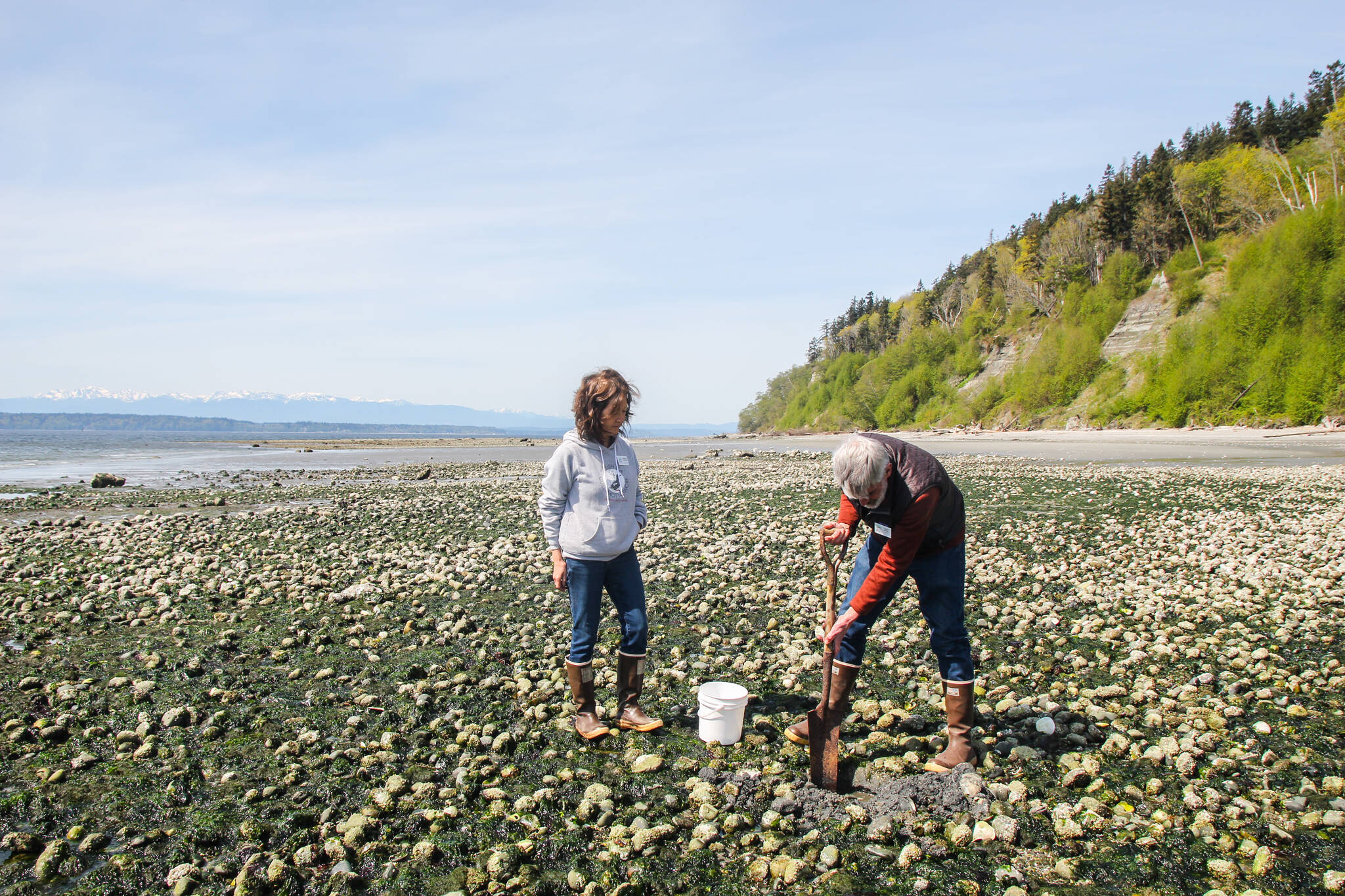 (Photo by Luisa Loi)
Leigh Bloom, at right, digs out some clams at a private beach in the Scatchet Head neighborhood as Michele Sakaguchi observes. Soundwater Stewards volunteers sample shellfish from a variety of locations on Whidbey, including Useless Bay, Holmes Harbor, Cornet Bay and Madrona Beach, according to Tracie Barry.