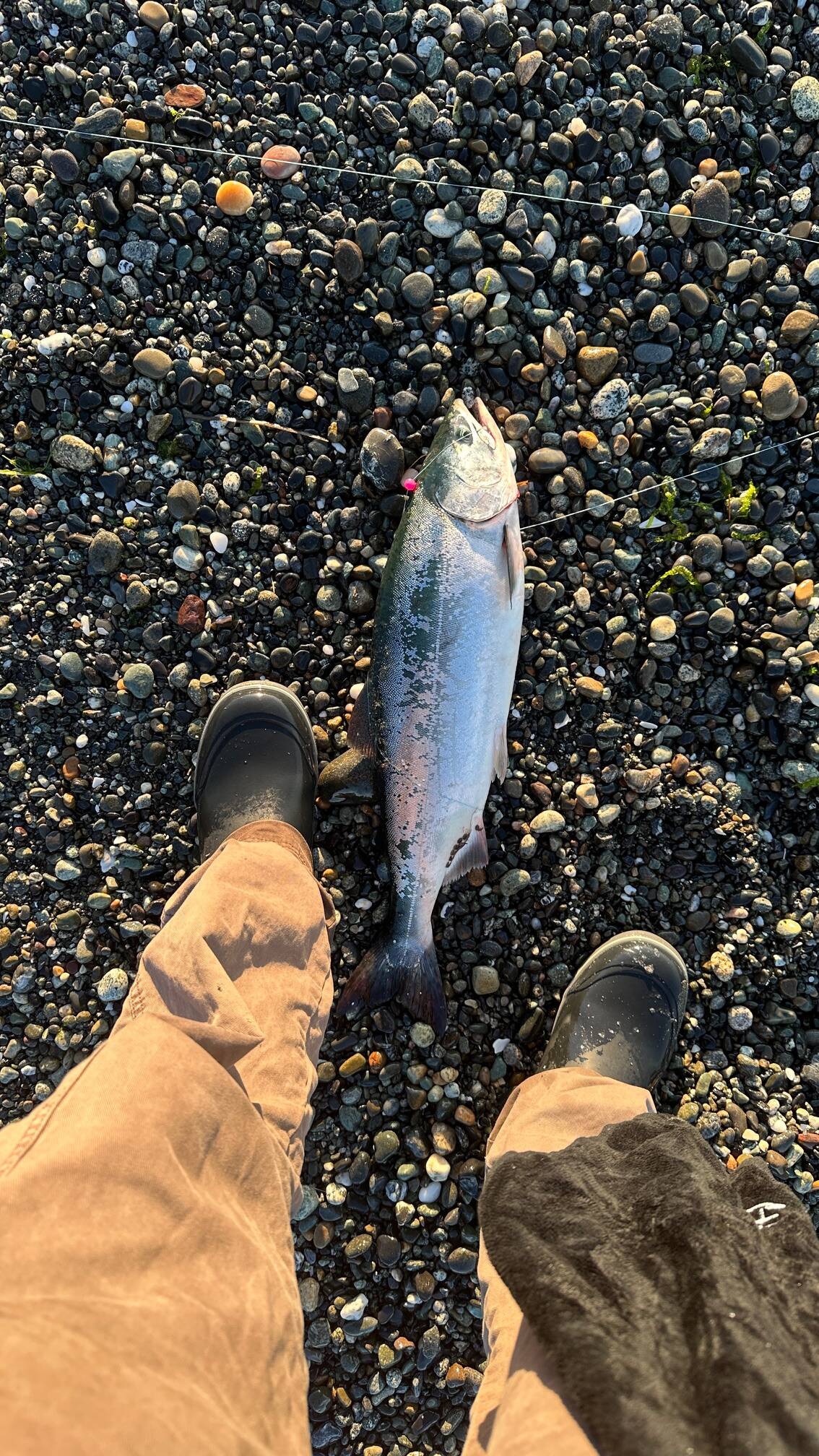 Photo by Aiden Santos.
Aiden Santos’s 2024 catch at Keystone Beach was secured with a medium pink buzzbomb, orange bead and a squid skirt - in case an aspiring angler needs some inspiration.