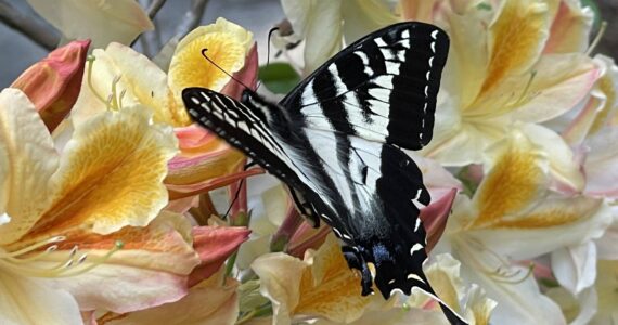 Photo by Ron Newberry
A butterfly alights on a rhododendron blossom in Meerkerk Gardens.