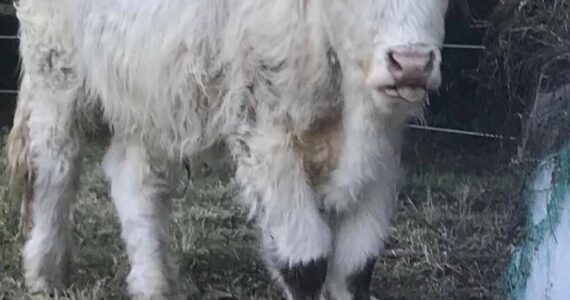 Tobey the steer