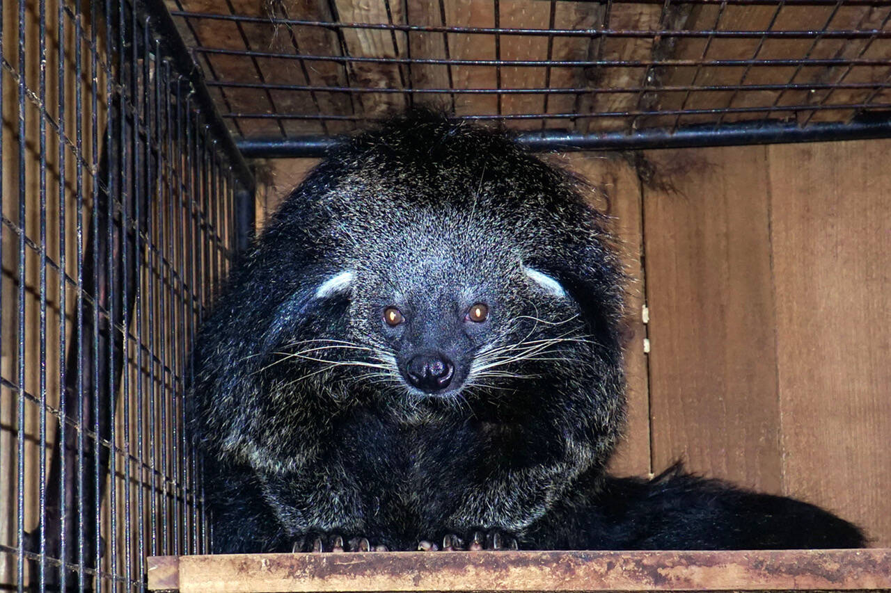 File photo
A binturong, native to Southeast Asia, is one of the more unusual animals in the sanctuary.