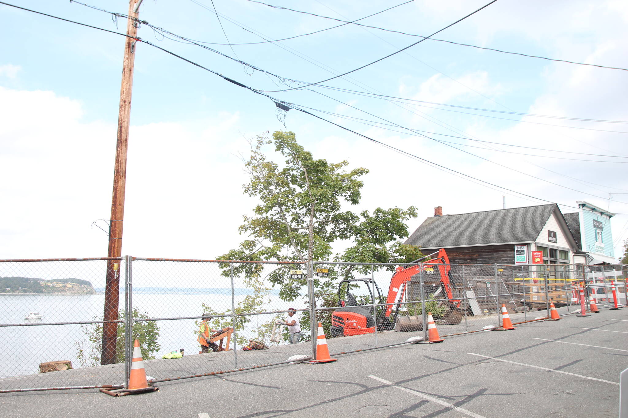 Large trees had to be cut down on Front Street in Coupeville after midden was found during a boardwalk project. (Photo by Marina Blatt)