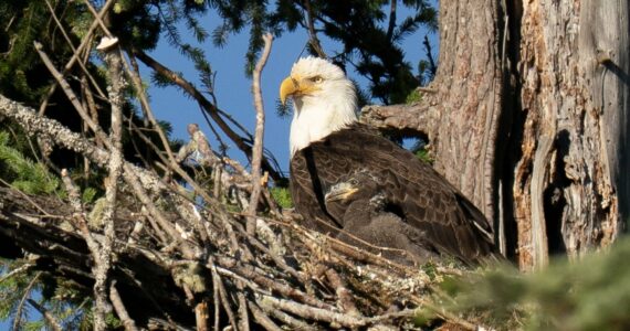 An eaglet in juvenile black plumage with its mother June 8 in their nest near Goss Lake on South Whidbey (Photo by Linda LaMar)