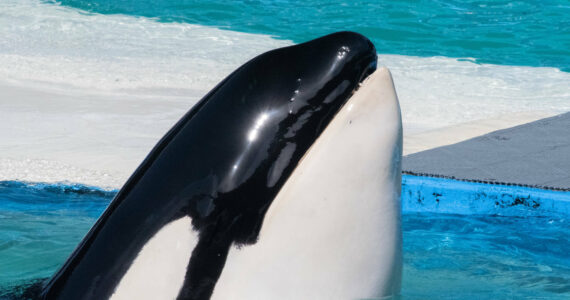 A new mural on a state ferry and a new exhibit at the Langley Whale Center honor the legacy of Tokitae, a captive orca who lived at the Miami Seaquarium until her death in 2023 (Photo by Orca Network)