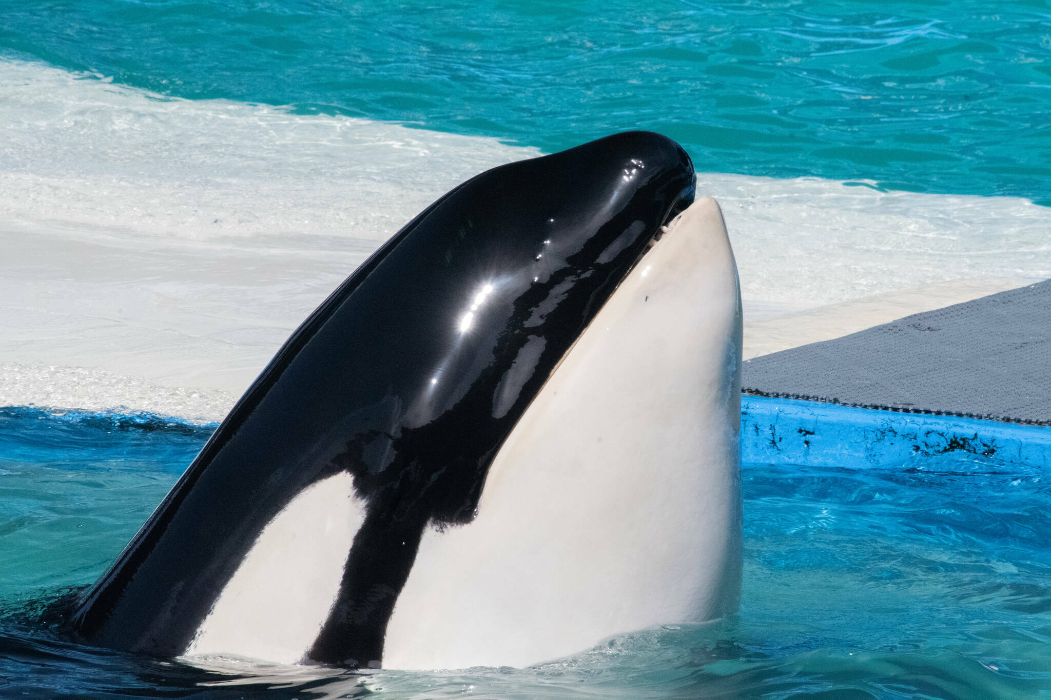 A new mural on a state ferry and a new exhibit at the Langley Whale Center honor the legacy of Tokitae, a captive orca who lived at the Miami Seaquarium until her death in 2023 (Photo by Orca Network)