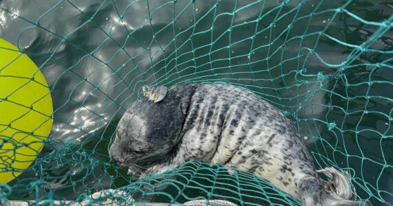 Photo courtesy of Central Puget Sound Marine Mammal Stranding Network
A seal pup caught in a net on the Fourth of July thrashed around for hours before being cut free by rescuers that afternoon.
