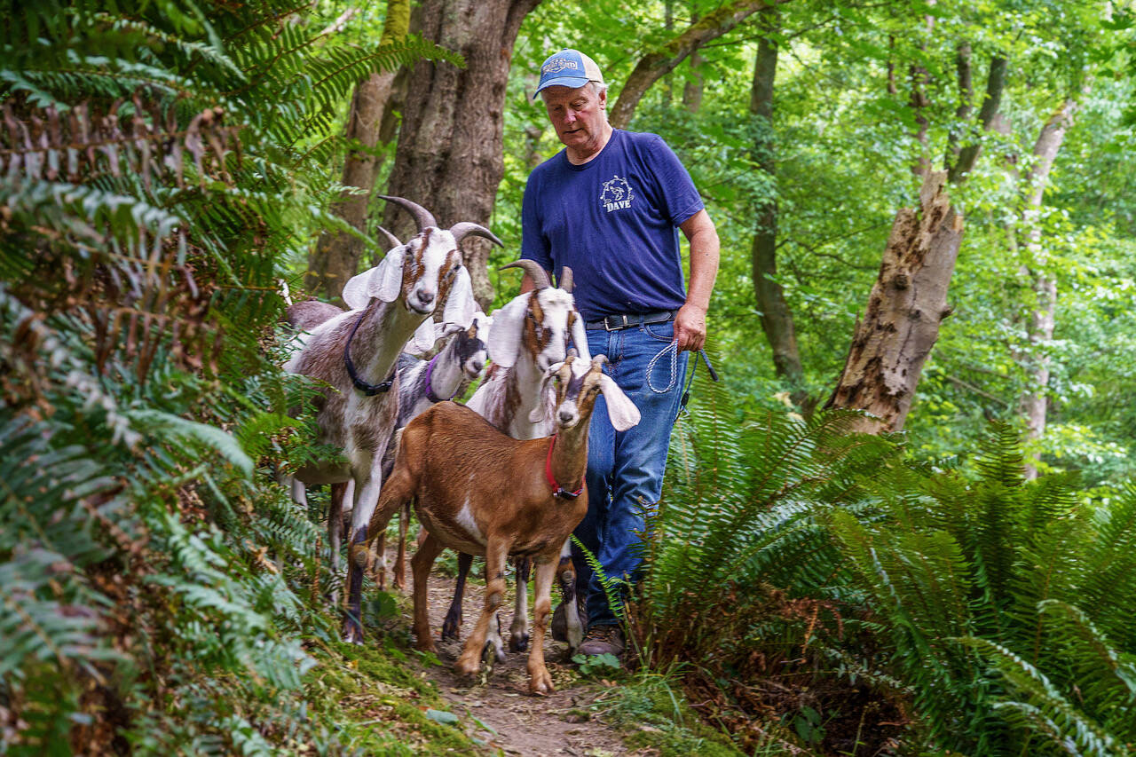 (Photo by David Welton) David Ross has been hiking with his pack goats for years but he only recently opened up the activity to other humans.