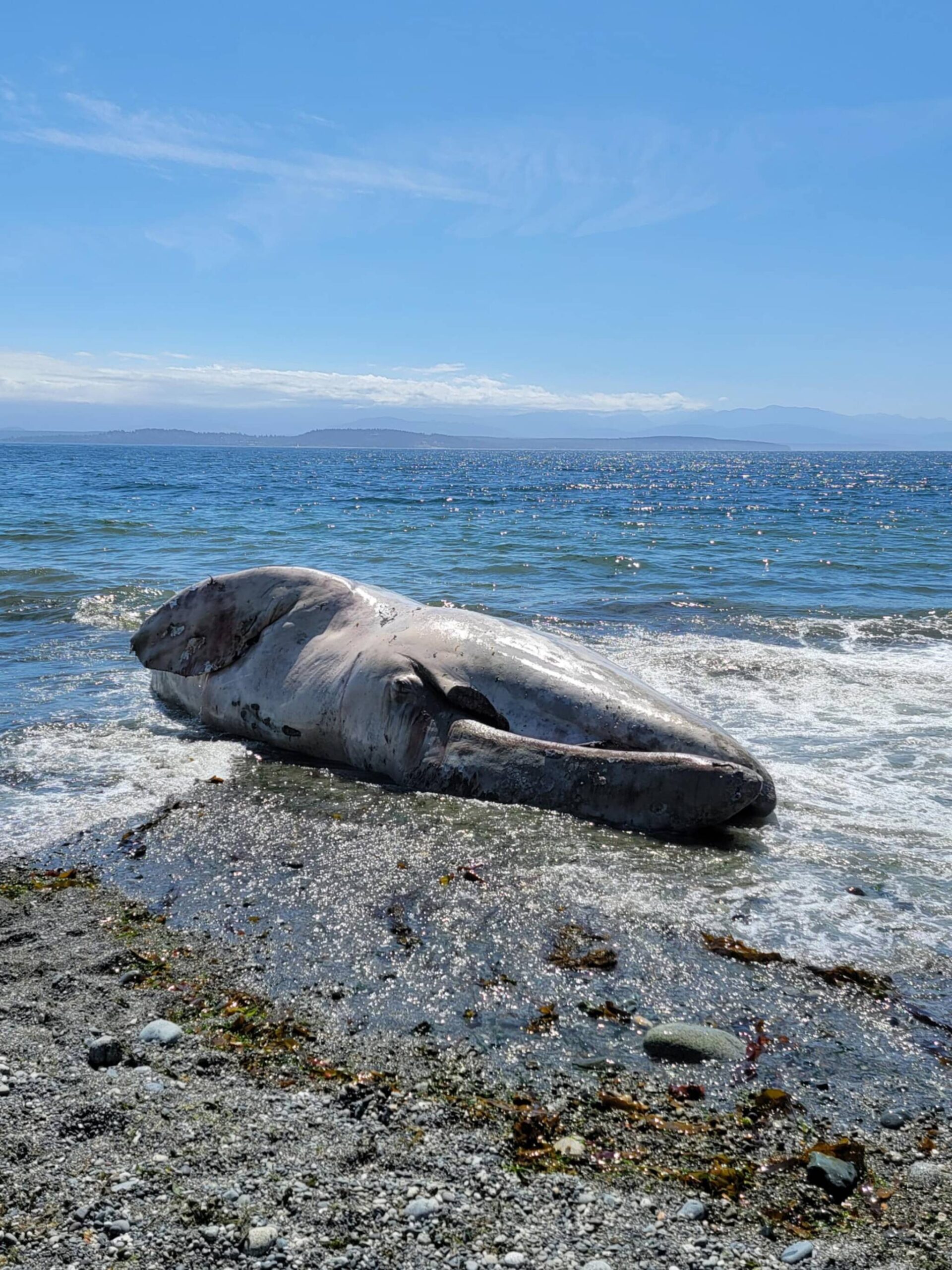 (Photo provided by Yolanda Rosales)
Rosales came to pay her respects and send the “magnificent” gray whale off with love.