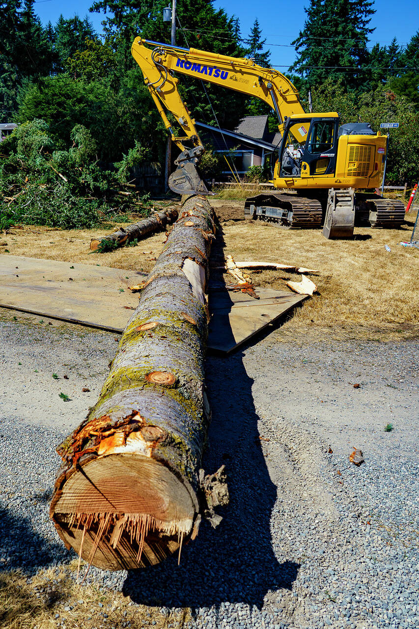 Six massive Douglas firs were removed from an area along Edgecliff Drive this week in Langley as part of the city’s major infrastructure project (Photo by David Welton).