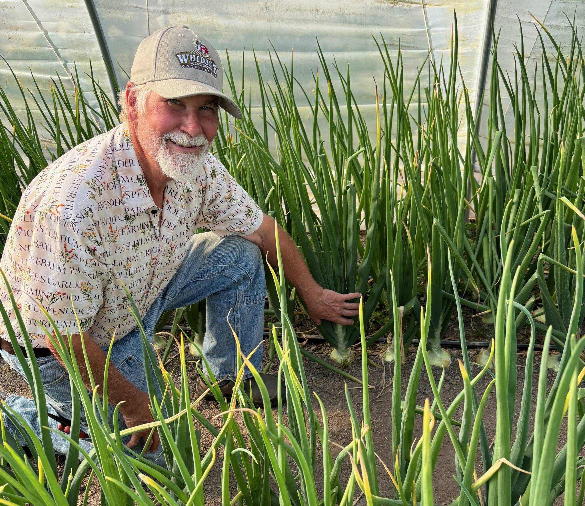 (Photo provided by Kettle’s Edge Farm). Summer is a busy time for farmer John Burks, who spends much of his time harvesting produce on his 15-acre farm in Coupeville. Whidbey Island Grown Food Hub’s new wholesale program connects him with more customers.