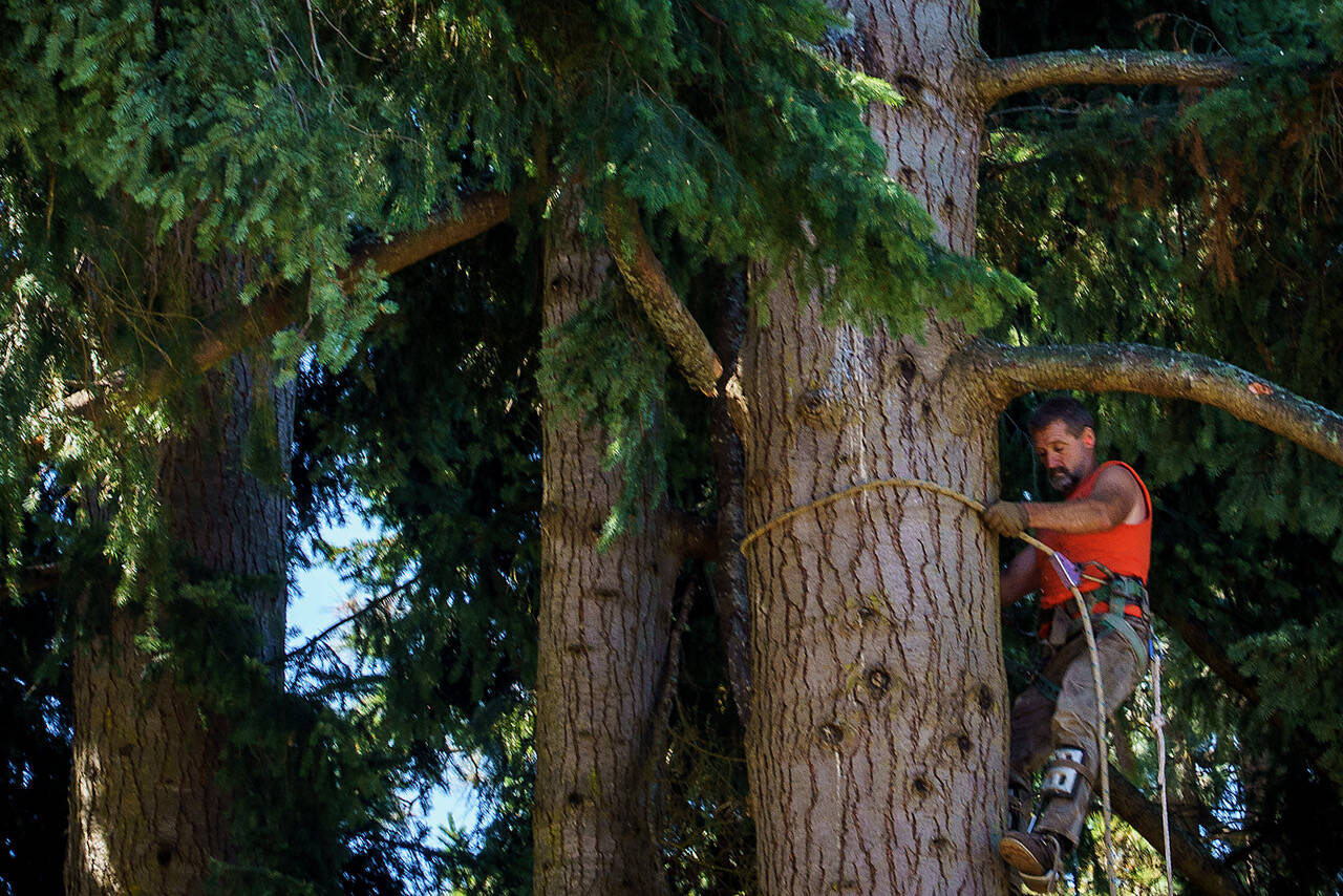 (Photo by David Welton) Workers cut down six large trees along Edgecliff Drive last week.