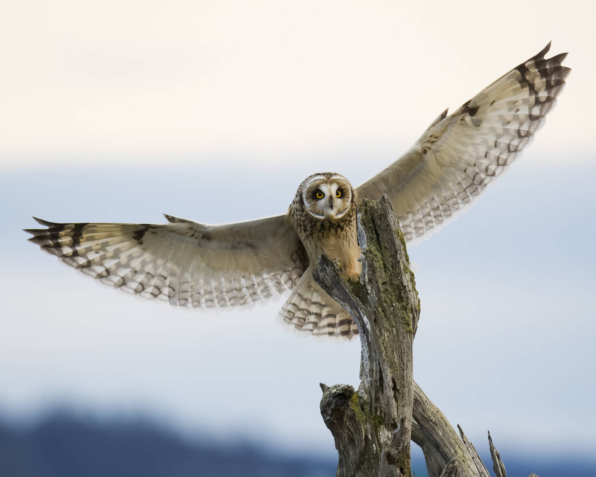 (Photo by Jennifer Holmes) A short-eared owl spreads its wings. This is one of the many birds Jennifer Holmes has captured with her camera.