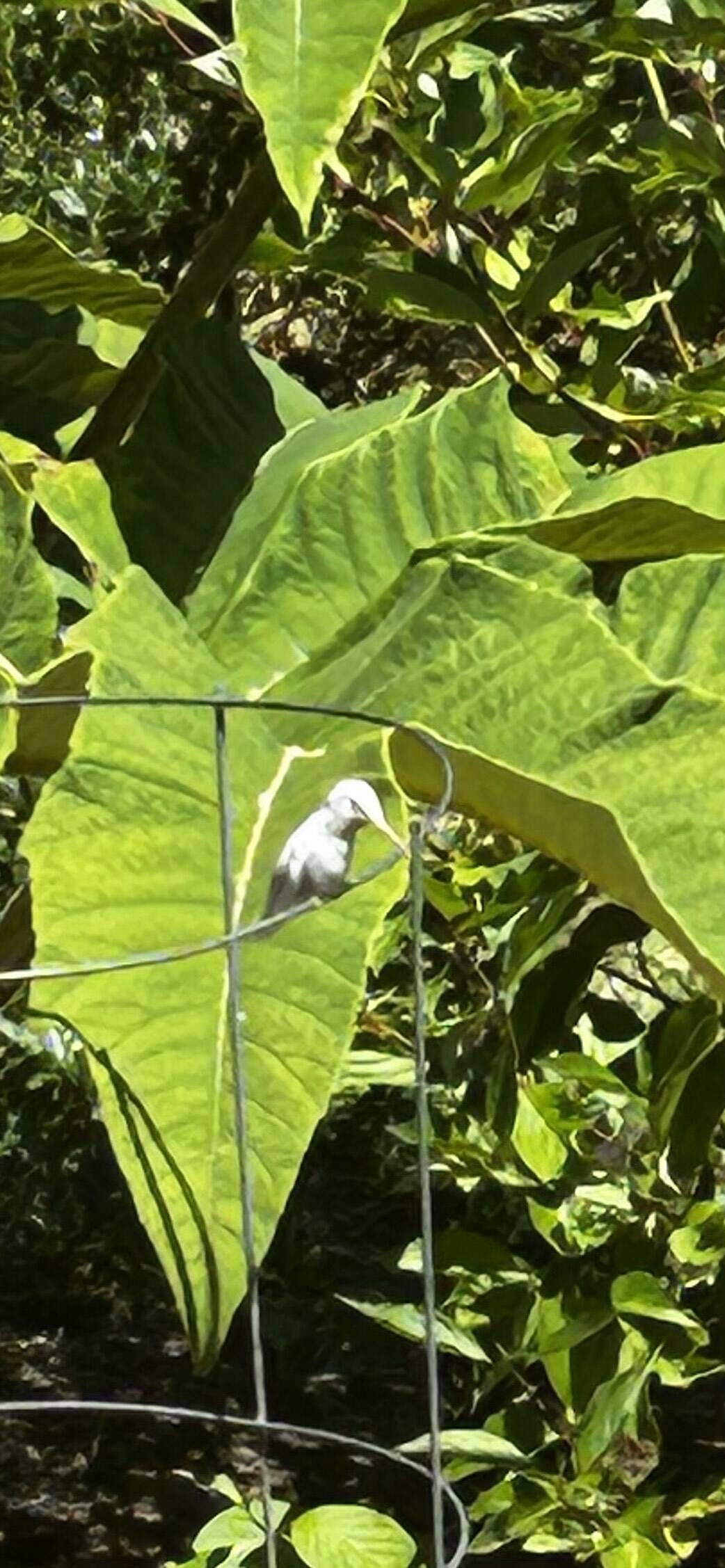 (Photo by Don Tremblay) This albino hummingbird seemed to enjoy the various plants in Don Tremblay’s backyard in Greenbank.