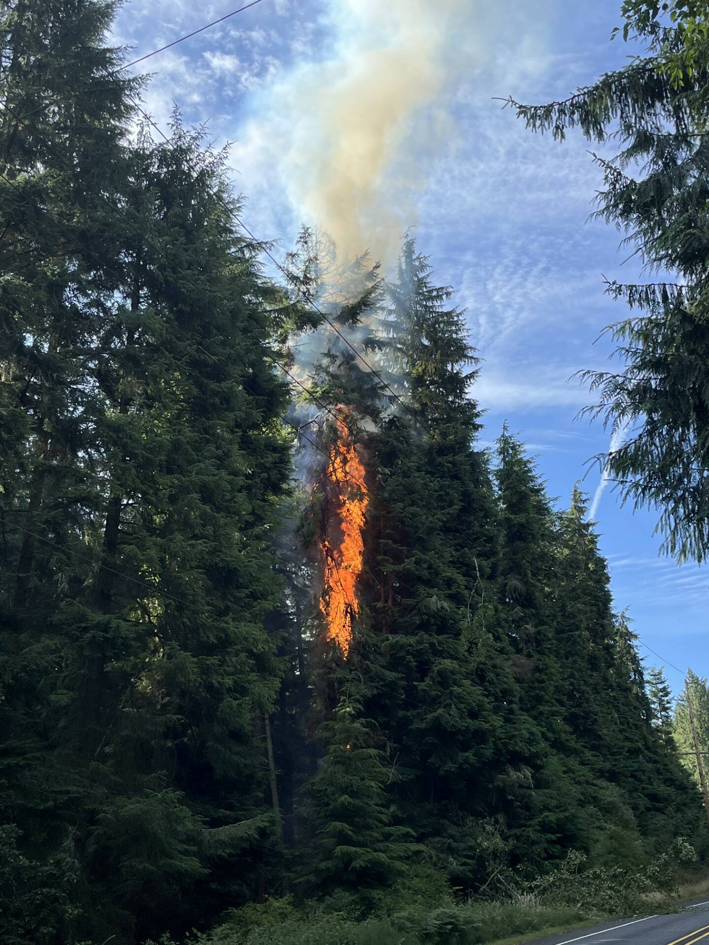 (Photo provided by Central Whidbey Island Fire and Rescue) Dry weather and a fallen tree caused a fire last weekend.