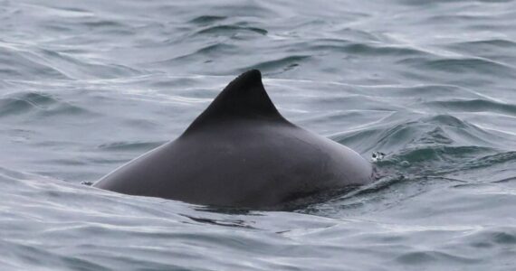 Photo courtesy of Cindy Elliser/Pacific Mammal Research