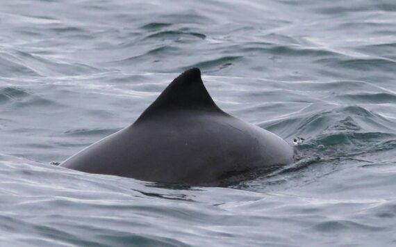 Photo courtesy of Cindy Elliser/Pacific Mammal Research