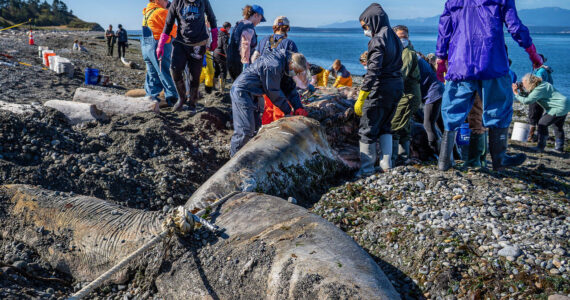 (Photo by David Welton) It was all hands on deck for the over 70 volunteers who worked on the rotting gray whale carcass, eager to aid in the dissection. They wore protective gear to avoid contracting diseases.