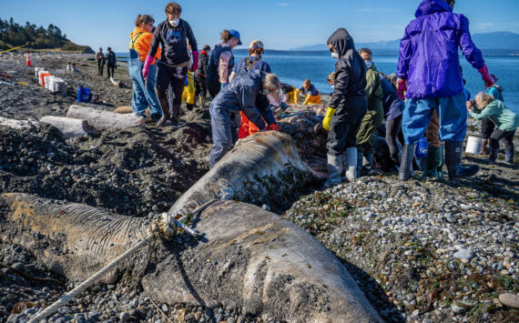 (Photo by David Welton) It was all hands on deck for the over 70 volunteers who worked on the rotting gray whale carcass, eager to aid in the dissection. They wore protective gear to avoid contracting diseases.