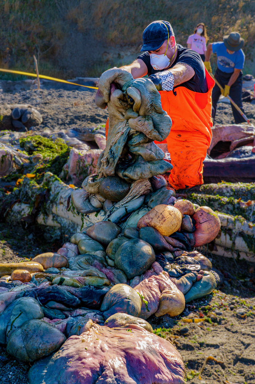 (Photo by David Welton) Although quite a messy sight, the whale’s carcass did not reek as bad as it had a few weeks prior.